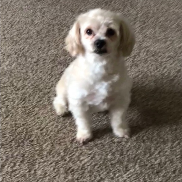 Meet your Posher, Tosha - Picture 1 of 1